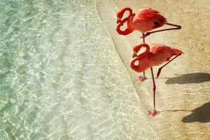 Two flamingos standing on the beach